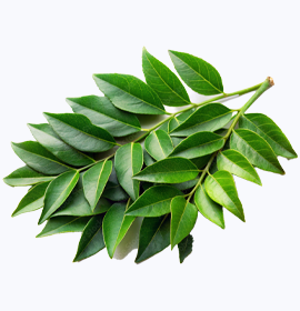 Fresh Curry Leaf